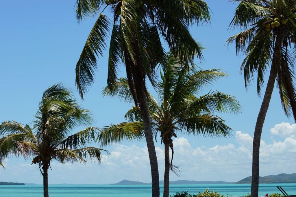 Palm trees with clear water and clouds in blue skies