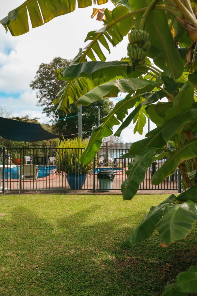 Banana tree in the foreground with a fenced pool in the background