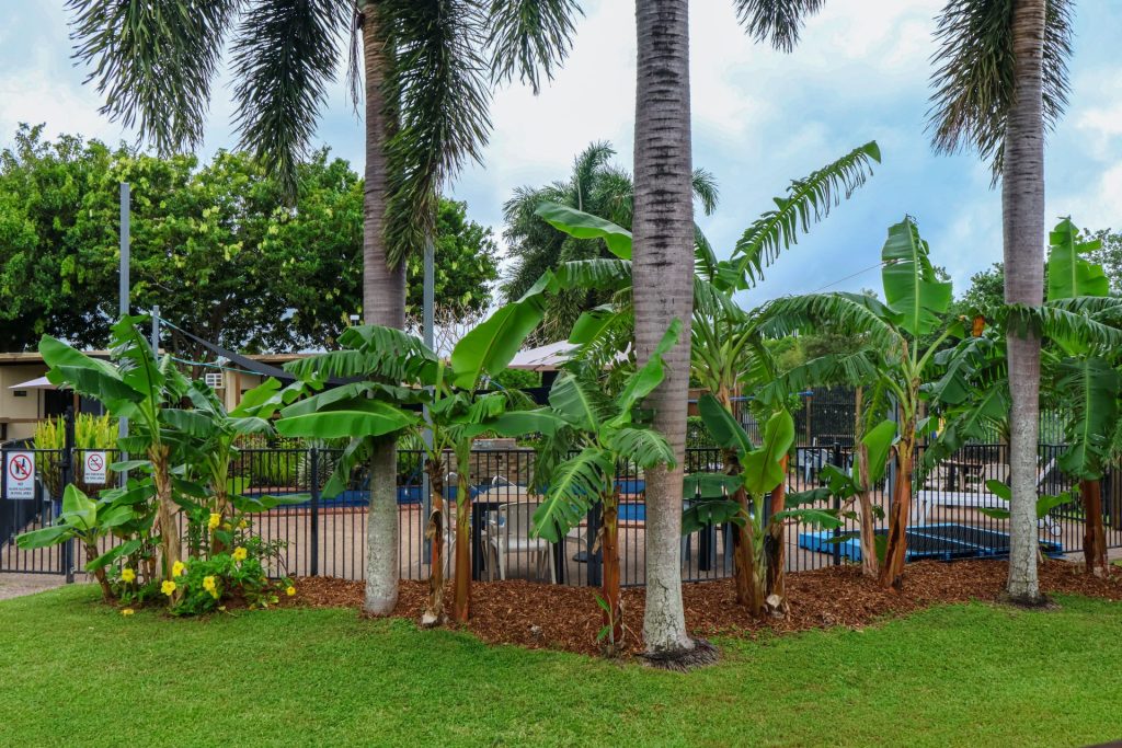 A pool surrounded by fences and palm trees